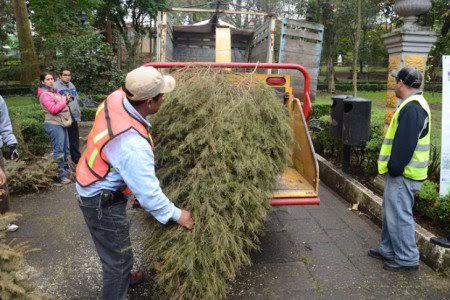 Árboles de navidad